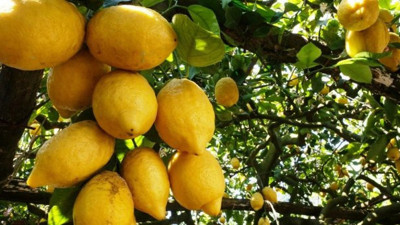 Tırnak lekelerinden, boğaz ağrısına, kepekten sivilcelere Limonun muhteşem faydaları