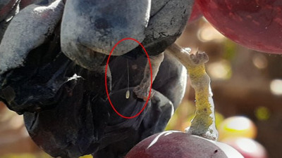 Çiçeğin açtığını görenlerin dileği gerçek oluyor... Türkiye'de görüldü! Herkes oraya koşuyor