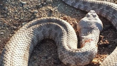 Erzincanlı çiftçi kendisine saldıran yılanı perişan etti