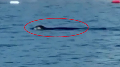 Sahilde birden belirdi, tatilciler korkudan ne yapacağını şaşırdı