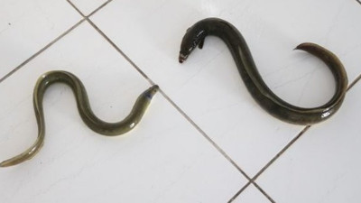 Bu yılanlarla servet kazanıyor! Antalya'dan ABD'ye bile gönderiyor