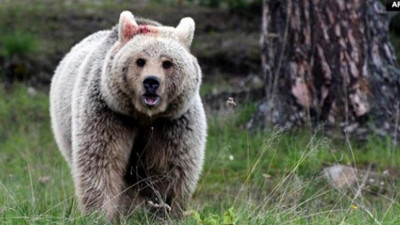 Kars'ta ayı saldırısı! Ağır yaralandı