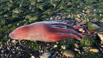 Bilim insanları ne olduğunu henüz çözemedi! Deniz kıyısında ölü halde bulundu