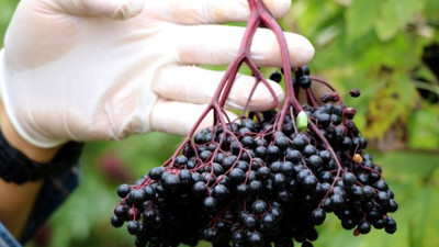 Bağışıklığı güçlendiriyor! Hasadına başlandı