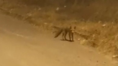 Ormanlık alandan indi böyle görüntülendi