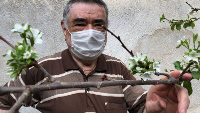 Kış ayında kiraz ağacı çiçek açtı. 3 ay önce meyve vermişti