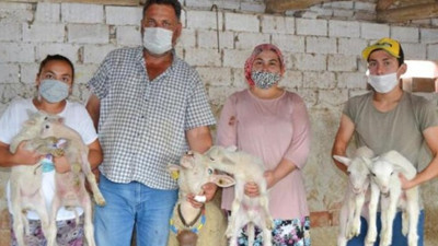 Manisa'lı çiftçi duyurdu! Ailenin yeni üyeleri maske, mesafe ve hijyen