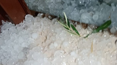 Ayvalık'ta fırtınadan ağaçlar devrildi! Sağanak, dolu vurdu