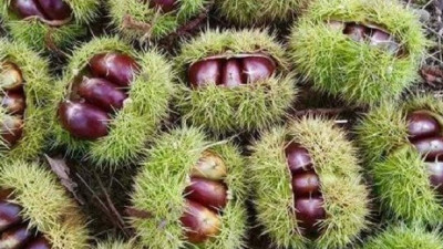 Kestane geçim kapısı oldu. Bedava toplayıp kilosunu 25 liradan satıyorlar. Ormanlık alanda ağaçlar bu meyveyle dolu