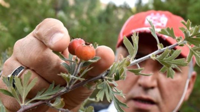 Dağlarda yetişiyor koronanın can düşmanı. Çiğ de yeniliyor, sirkesi ve marmelatı da yapılıyor