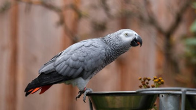 Küfürbaz papağana sürgün