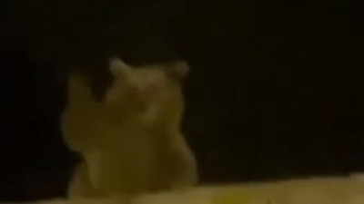 Anneee koş ayı el sallıyor