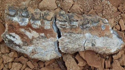 Toprağı kazdıkça altından çıktı. Araştırmacıları heyecanlandıran buluş. O ilimizde 9 milyon yıllık fosiller bulundu