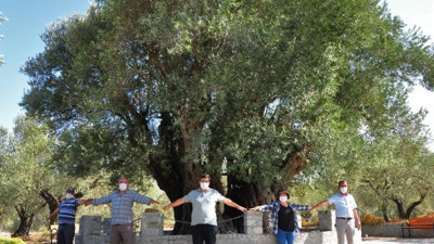 Türkiye'nin en yaşlı zeytin ağacı büyülüyor