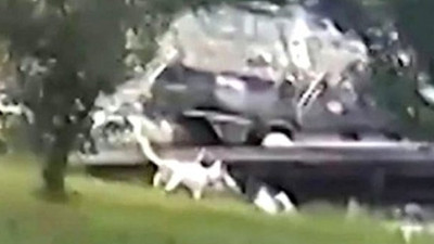 Göle yaklaşan çoban köpeği timsaha yem oldu. Lüks villadaki dehşet anları kamerada