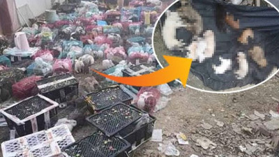 5 bin hayvan ölü bulundu! Bunu yapan insan olamaz