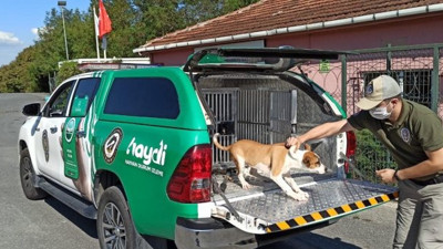 Köpeğe şiddet uyguladı cezası bu oldu