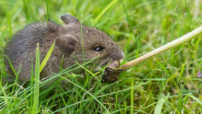 Fransa’da fare hastalığı paniği