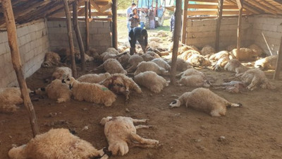 Ayılar ahırda hayvanları telef etti