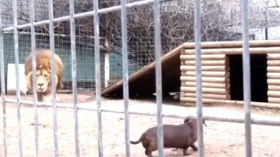 Aslan ile köpek kafeste karşı karşıya geldi. Korku dolu anlar