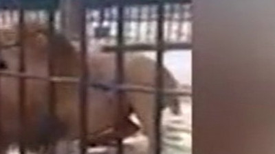 Görevliye sinirlenen aslan affetmedi! Ziyaretçiler dondu kaldı