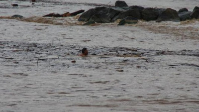 Yakacak odunları tabiat anadan! Ölümü göze alıp topladılar