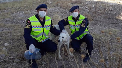İyi ki iyi insanlar var. Başı bidona sıkışan köpeği kurtarmak için canla başla savaştılar