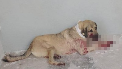 Bu olay Hayvanları Koruma Günü’nde yaşandı, yazıklar olsun