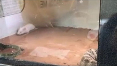 Yılan, fareyi böyle zehirledi. Fare can çekişerek öldü