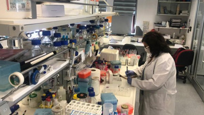 Türkiye'deki Asya Kaplan Sivrisineği belası biyolojik yöntemlerle yok edilecek. Açlığını insan kanıyla bastırıyor