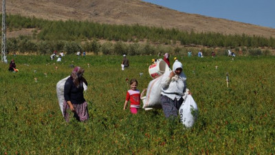 Tarlada kalan kırmızı altını bakın ne yaptı. Çiftçiden insanlık dersi