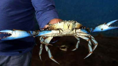 Sadece Köyceğiz’de çıkıyor, sipariş yetişmiyor: Orta yaşlı erkekler mavi yengeç yemek için kuyruk oluyor!
