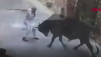 Yaşlı adam ile boğa kozlarını paylaştı. Birinin sopası diğerinin boynuzu vardı