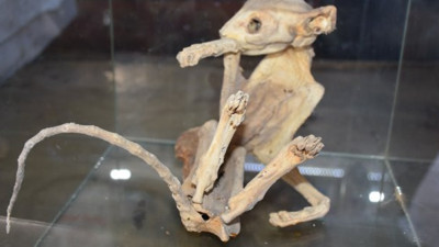 Gizemli iskeleti gören profesörler bile şaşıp kalıyor. Ne olduğu belli değil. Bakalım sırrı ne zaman çözülecek