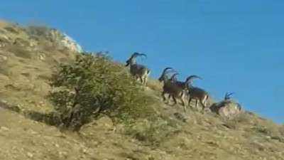Boynuzlu dağ keçileri sizce Türkiye'nin hangi ilinde görüntülendi
