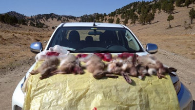 Yasadışı avlananlar görevlilere ateş açtı