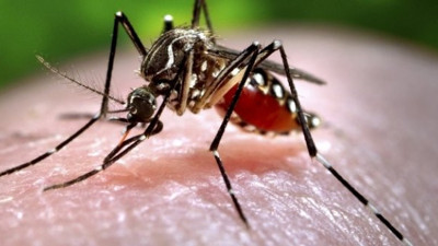 Belirtileri korona ile aynı. Chikungunya için kırmızı alarm. Hızla yayılıyor