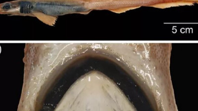 Akdeniz’de balıkçıların ağına takıldı. Dişleri ve derisi yok. İlk defa görüldü