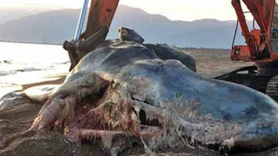 Antalya’da karaya vuran balinanın midesinden neler çıktı neler. Utan insan oğlu utan