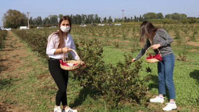 Süper meyvenin hasadına başlandı. Ana vatanı Kuzey Amerika, Türkiye'de yetişecek