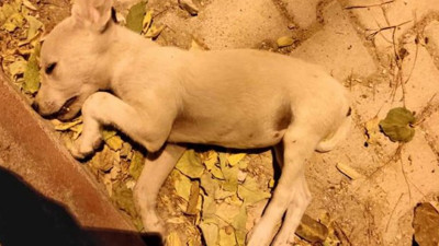 Burdur’da sokak hayvanlarını gece yarısı telef ettiler. Bunu yapanlar insan olamaz