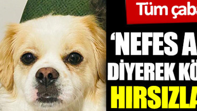 Tüm çabaları sonuçsuz kaldı. 'Nefes alamıyorum' diyerek Kadıköy'de köpeğini kaçıran hırsızlara seslendi