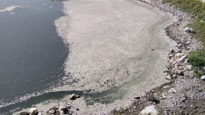 Ankara'da toplu balık ölümleri endişe yarattı