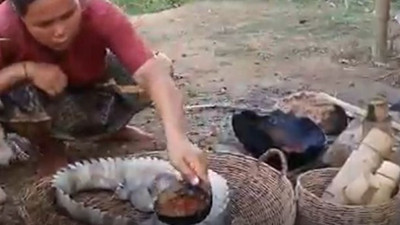 Timsah buğulama in balık buğulama out. Savaşçı kadın avladığı timsahı hapur hupur mideye indirdi