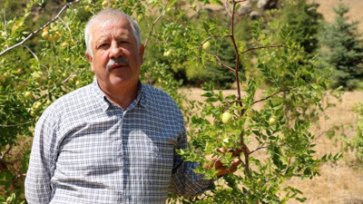 Japon armudu şaşkına çeviriyor. Şekli elma tadı armut. Görenler gözlerine inanamıyor