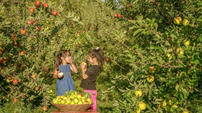 Edremit'te elma hasadı başladı