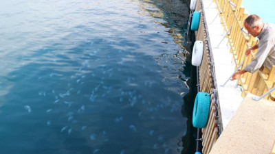 Bir anda ortaya çıktılar. Görenler neye uğradığını şaşırdı