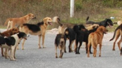 Güya sokak köpeklerini korkutacaktı! Elinde patladı