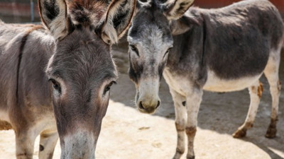 Eşek sütü içti bu hale geldi. Birçok hastalığa şifa olduğu söyleniyordu. Prof. Dr. Coşkun Usta açıkladı