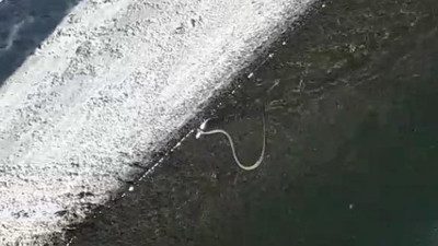 Yılanla balığın yaşam mücadelesi. Van'da vahşi yaşam görüntülendi